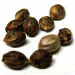 Семена марихуаны АК-47  (Seeds AK-47) в Белинском